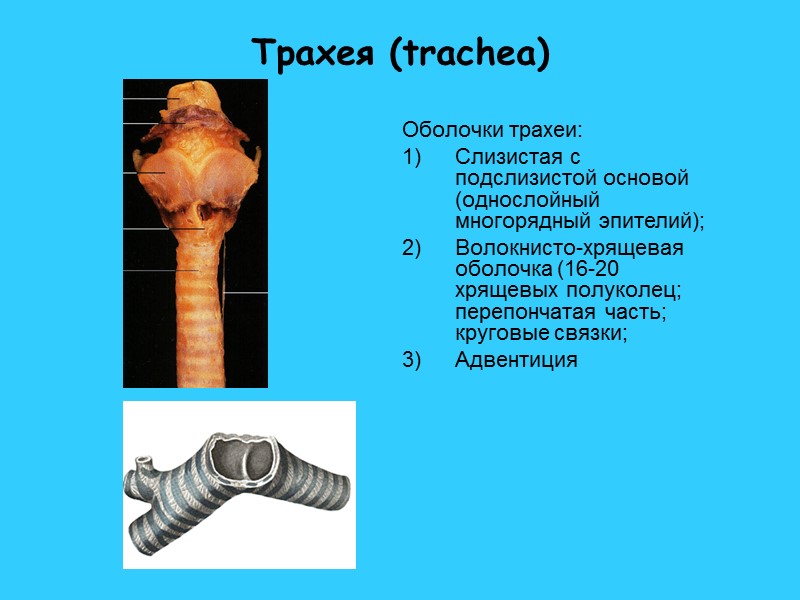 Трахея (trachea) Оболочки трахеи: Слизистая с подслизистой основой (однослойный многорядный эпителий); Волокнисто-хрящевая оболочка (16-20